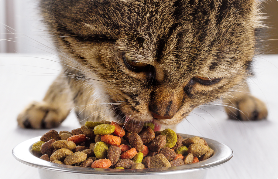 Natuurlijke Kattenvoeding Bestel Online Het Beste Kattenvoer Voor Jouw Natuurlijke Kattenvoeding Bestel Online Het Beste Kattenvoer Voor Jouw